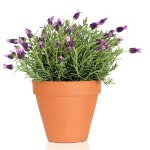 Growing lavender at home Growing lavender at home