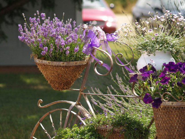Growing lavender at home Growing lavender at home