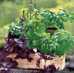 Growing vegetables and herbs at home Growing vegetables and herbs at home