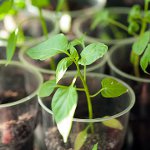 Growing pepper seedlings Growing pepper seedlings