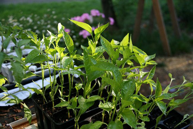 Growing pepper seedlings: Part 1