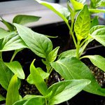 Growing pepper seedlings