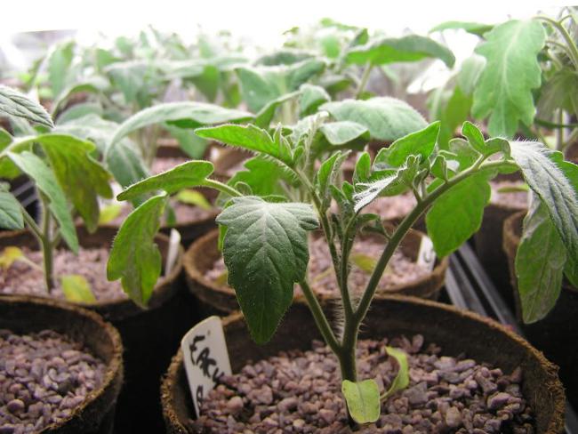Growing tomato seedlings: Part 1