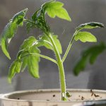 Growing tomato seedlings Growing tomato seedlings