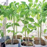 Growing tomato seedlings Growing tomato seedlings