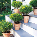 Growing of plants in containers Growing of plants in containers