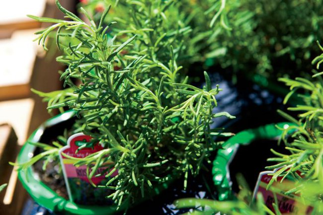 Cultivation of rosemary Cultivation of rosemary