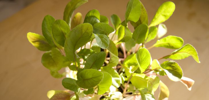 Cultivation of arugula in home conditions