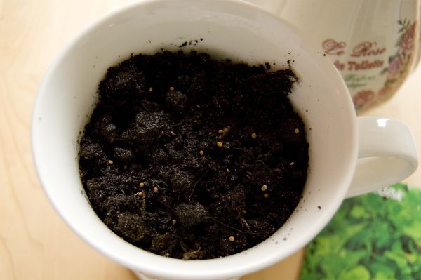Cultivation of arugula in home conditions