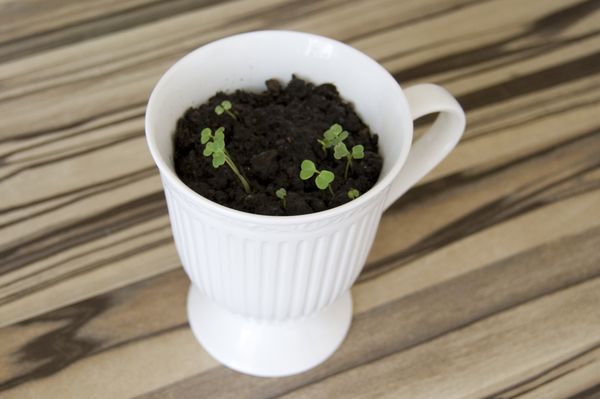 Cultivation of arugula in home conditions