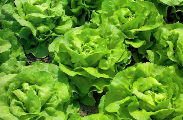 Growing salad in theory and practice, useful advice and recommendations