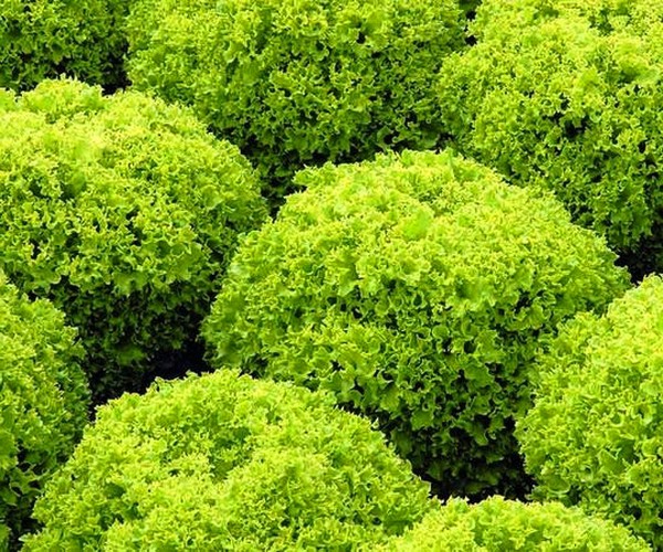 Growing salad in theory and practice, useful advice and recommendations