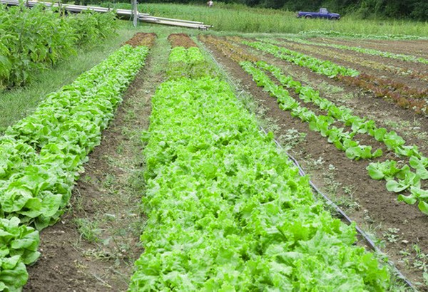 Growing salad in theory and practice, useful advice and recommendations