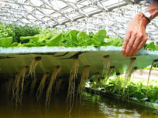 Growing salad in theory and practice, useful advice and recommendations