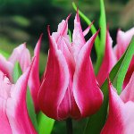 Cultivation of tulips in the garden Cultivation of tulips in the garden