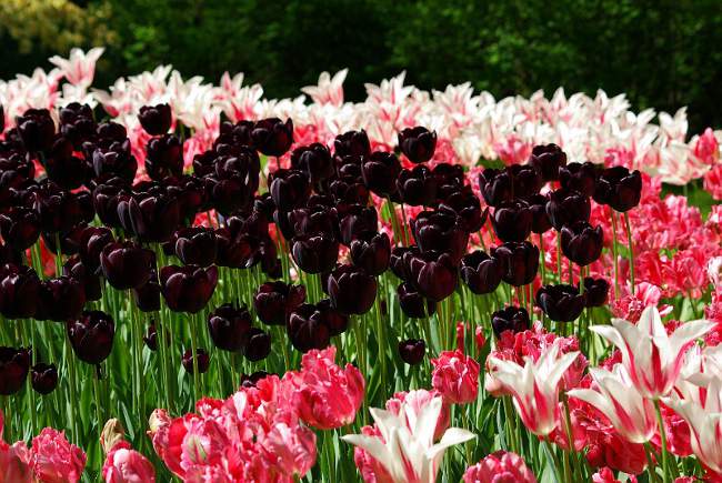 Cultivation of tulips in the garden