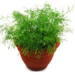 Growing dill Growing dill