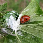 Pests of black currant