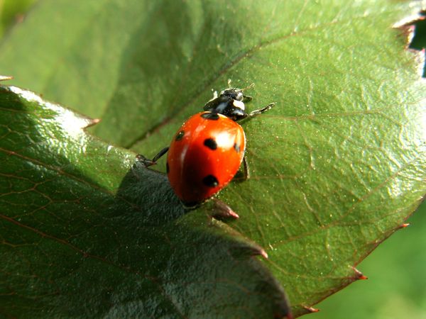 Pest Control in the Garden