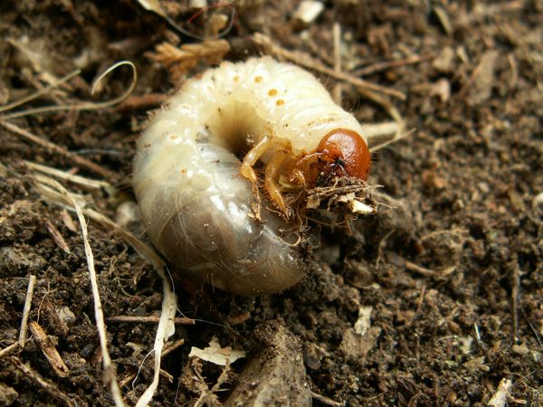 Pest Control in the Garden