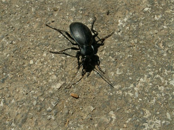 Pest Control in the Garden