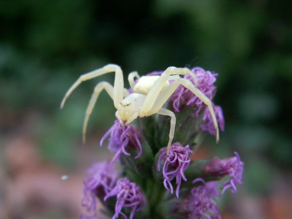 Pest Control in the Garden