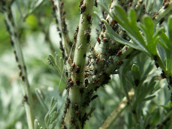 Pest Control in the Garden
