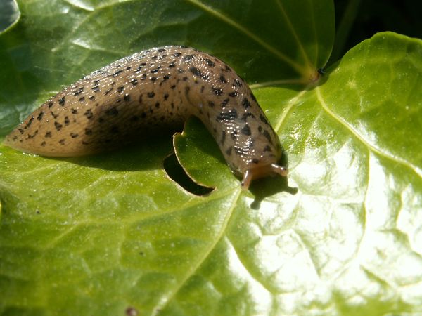 Pest Control in the Garden