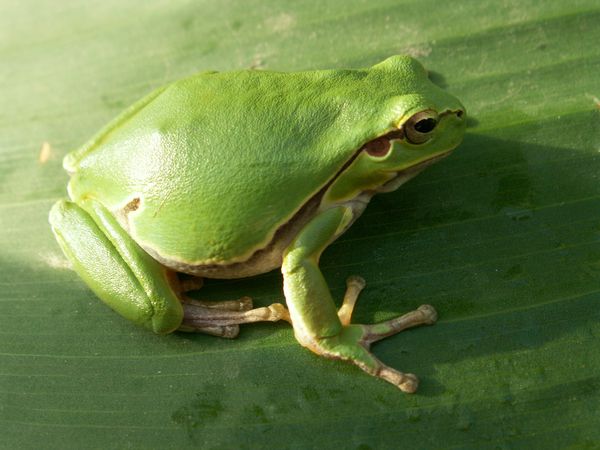 Pest Control in the Garden