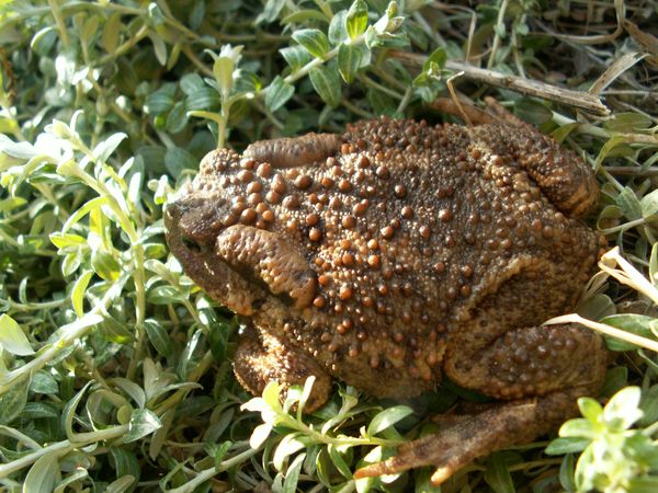 Pest Control in the Garden