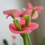 Poisonous houseplants Poisonous houseplants