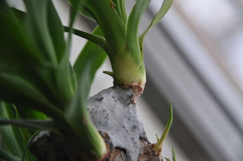Yucca at home: care and reproduction