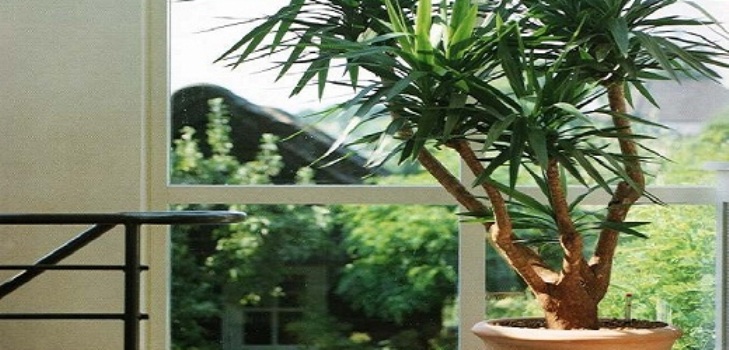 Yucca at home: care and reproduction