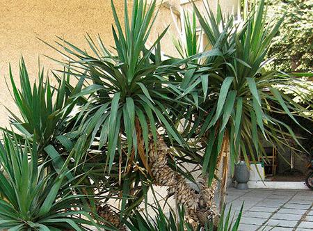 Yucca at home: care and reproduction