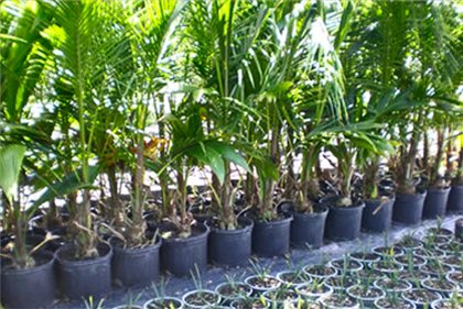 Yucca at home: care and reproduction