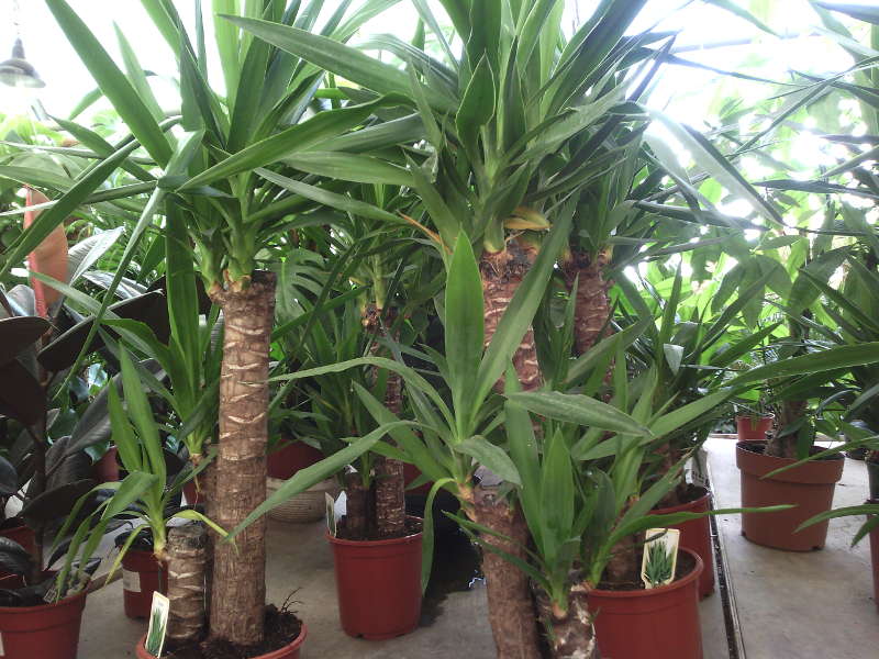 Yucca at home: care and reproduction