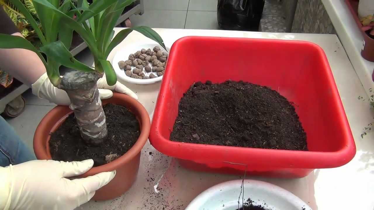 Yucca at home: care and reproduction