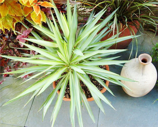 Yucca at home: care and reproduction