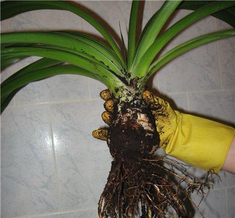 Yucca at home: care and reproduction