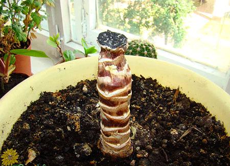 Yucca at home: care and reproduction