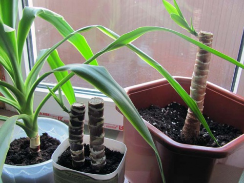Yucca at home: care and reproduction