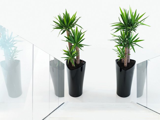 Yucca at home: care and reproduction