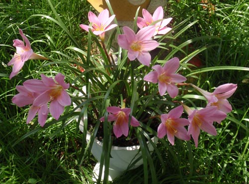 What you need an upstart for flowering
