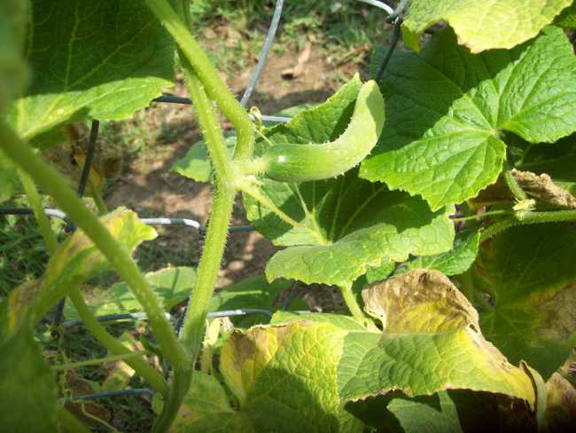 Leaves turn yellow with cucumber