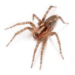 Fear of spiders: get rid of phobia Fear of spiders: get rid of phobia