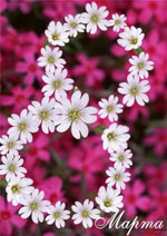 March 8 - International Women's Day!