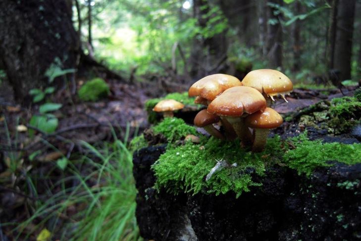 Mushroom alphabet: mushrooms are false and complex, photo