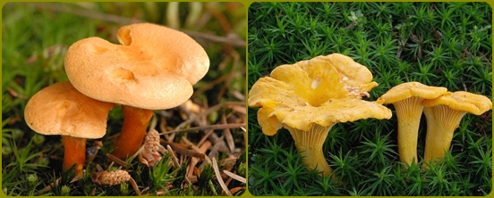 Mushroom alphabet: mushrooms are false and complex, photo