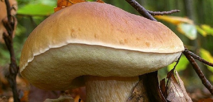 White mushroom: description, characteristics of the places of growth