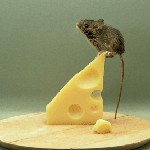 Fighting rodents Fighting rodents